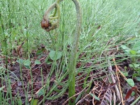 期間限定大特価❗天然絶品わらび1kg‼　岩手産不揃いわらび😋