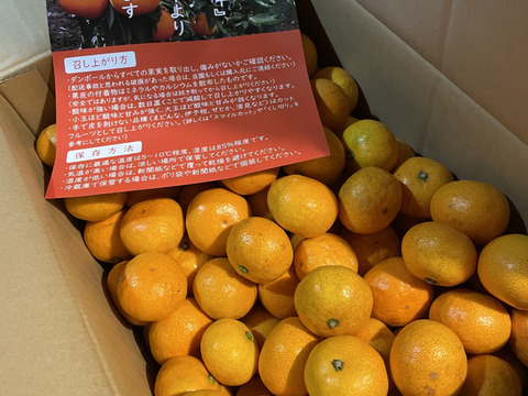 予約割引》【家庭用】愛媛みかん 11kg(小玉サイズ) ひとくちで