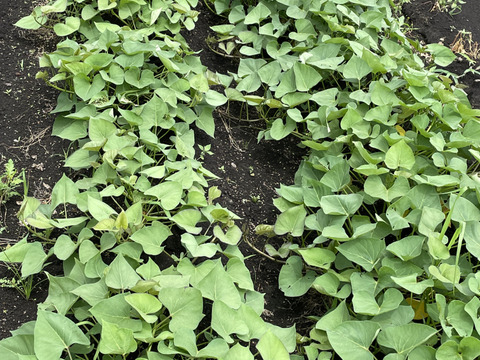 【定番福袋】もりもりお芋野菜セット 農薬不使用で育てたお芋 さつまいもと里芋4kg以上　採れたて葉物野菜もサービスでお届け致します。