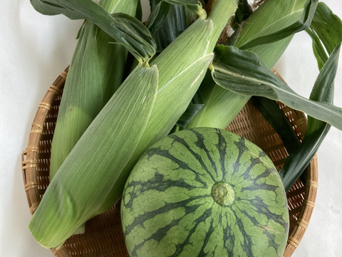 【夏ギフト】夏のお楽しみセット小玉スイカと生食OK白いとうもろこし《ピュアホワイト》