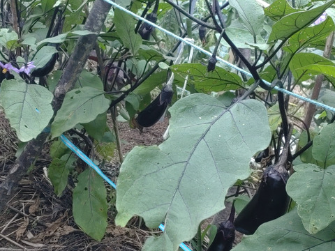 【単品用】なす🍆10個以上のお届け☆採れたて新鮮！畑から直送☆茄子 ナス なすび ※大きさ、品種はお選びできません。小〜中サイズのナス🍆🏣ゆうパック60サイズ満杯にお届け☆