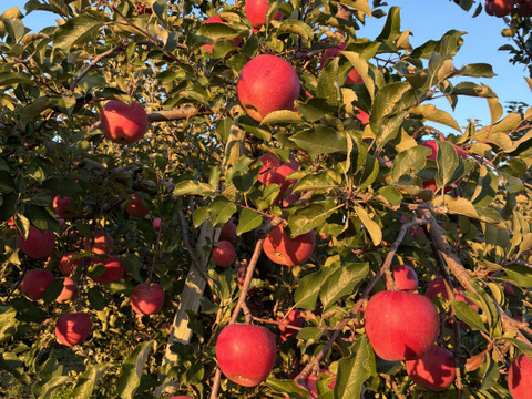 長野県産サンふじりんごジュース1000ml入2本