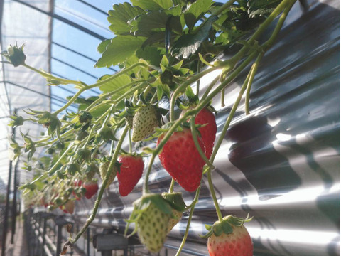 甘くてたまらん！！旬のイチゴセット(2パック)