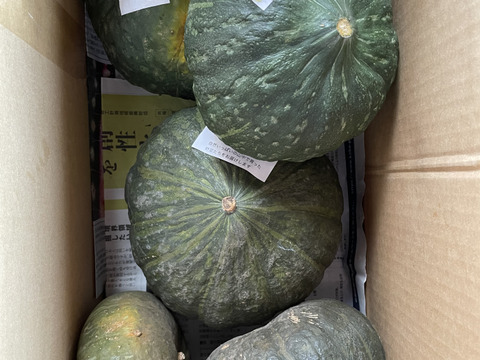 かぼちゃ品種色々５個以上セット 農薬不使用 その日に採れた夏野菜も一緒にお入れします。 ９月から順次お届け