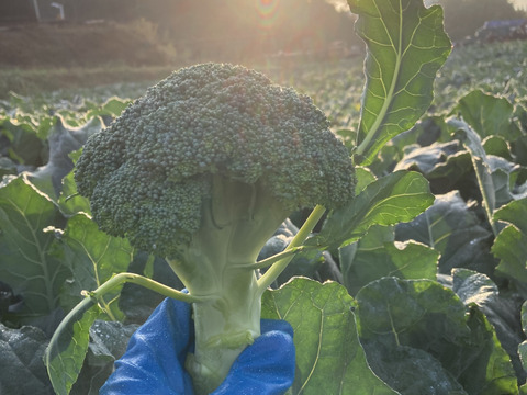 ブロッコリー　6玉　約1.5kg