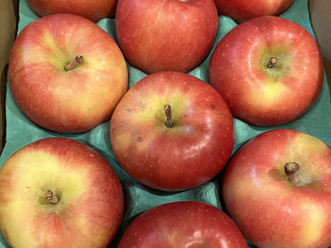 青森県産りんご　蜜たっぷり葉とらず高徳　家庭用【2㎏　5～10個入り】