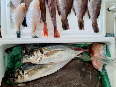 午前中水揚げ【小泊産未利用魚🐟】丁寧に下処理し当日または翌日発送！
