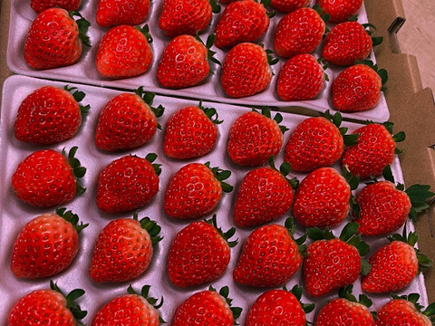 クリスマスケーキ向け　Lサイズいちご