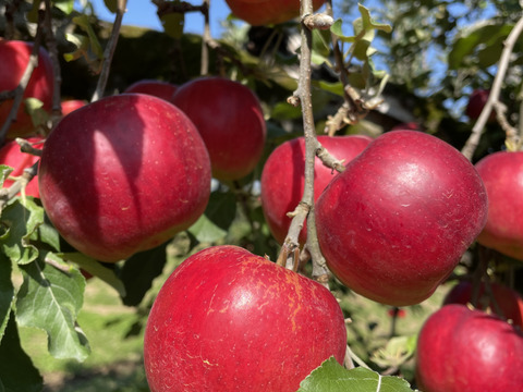 \10日まで/【山形県産りんご🍎】『紅玉』 2キロ箱満杯詰め 【アップルパイ🥧】【ジャム】【焼肉のたれ】【酸味強い】【固い】【加工に最適💯】