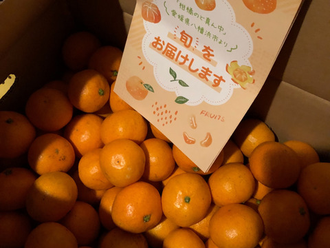 【家庭用】愛媛みかん 11kg(小玉サイズ) ひとくちで恋する♡濃い味みかん♪【冬ギフト】