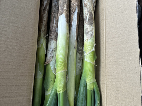 ✅🎁人気NO.2🚩✅【冬タイムセール】🎁至福の極甘ネギ❗️❗️⭕️Mサイズ【3本増量】30本❗❗3,080円→980円<約3kg>✨信州産✨【特別栽培】✨