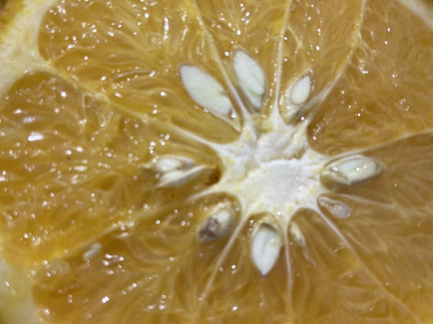 【ジューシー紅甘夏！2kg】柑橘王国愛媛　代々（だいだい）続く縁起物