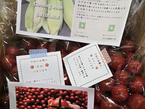 笑顔引き出す！みにとまとの食べ比べ 1.5kg