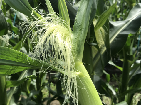 【80本以上入り】バーベキューにピッタリ！今が旬！ドルチェドリームのヤングコーン！