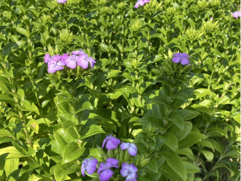 クール便【フロックス(ふじ撫子）15本！】プレゼントOK!花農家から直送！小さな花が集まってふんわり咲く、涼やかな紫のフロックス(ふじ撫子）。お部屋の彩りやギフト、仏花にも。