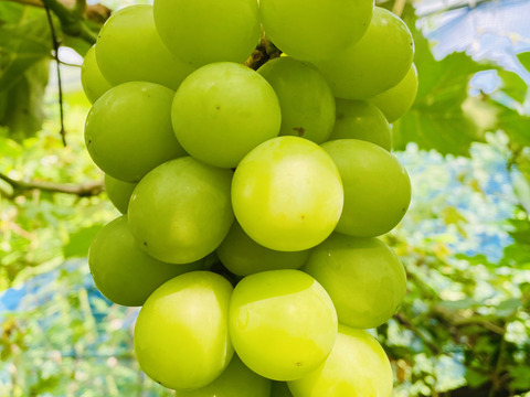 みんなでシェアしよう！つぶつぶシャイン12パック約１.6キロ