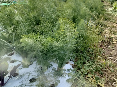 【長崎県産】農薬不使用！香り高いフェンネルの葉500g