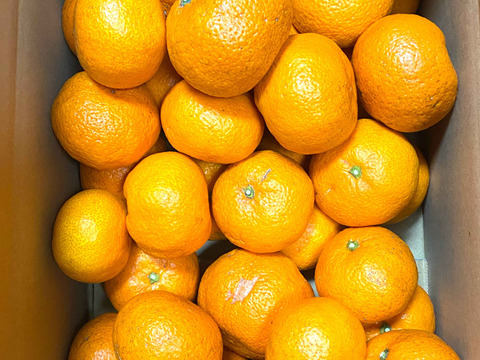 【愛媛県中島産】コクあるみかん！南柑20号　サイズ混合