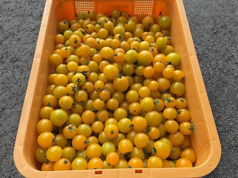 【訳あり・家庭用】黄金色のミニトマト「イエローミミ」
福島県大熊町産｜サンゴ砂礫農法・常温発送 1kg