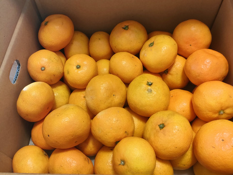 【年明け発送】【食べチョクで１番売れてるみかんです！】夕やけみかん（5㎏）（圧倒的人気のみかんです！）