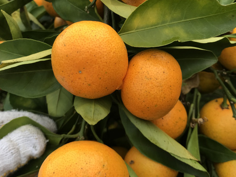 食べてみんさい広島みかん◆2㎏