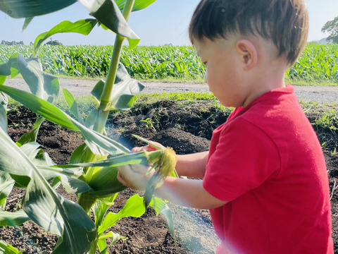 スイートコーン ゴールドラッシュ 2キロ
