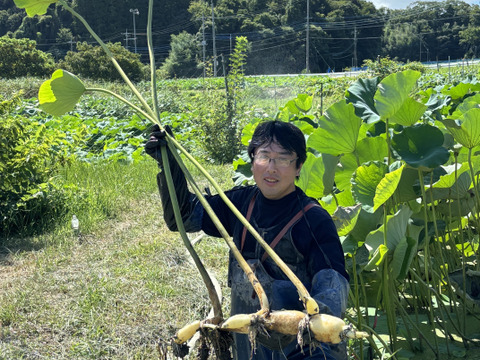 【夏れんこん】この時期限定！自然栽培1kg 真空パック