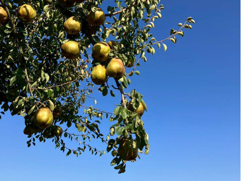 お届けは１０月下旬～食べ頃をお届け♪【おうち用ラフランス 】約２ｋｇ(５～１０玉)