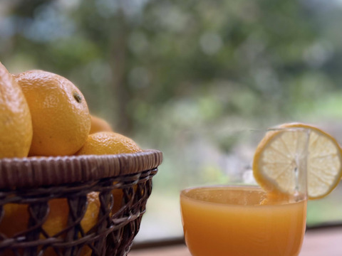 完熟ゆこう　5000g
生産量が少なくスーパーでは出回らない「幻の果実」京都の料亭では欠かせない存在であり、近年はヨーロッパのシェフたちにも愛さるローカル柑橘