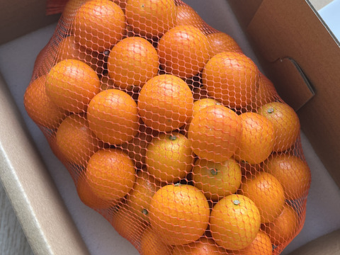 フルーツ金柑　1キロネット（L以上混合）