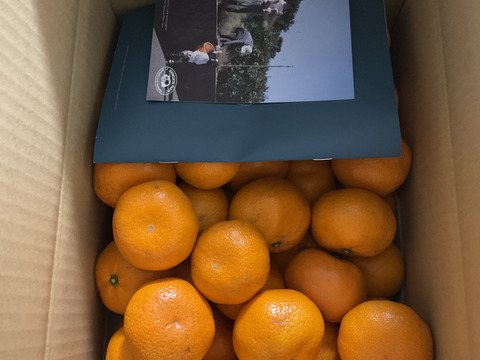 愛媛みかんの老舗厳選【濃厚な甘みと程よい酸味】みかん 5.5kg【愛媛県川上産】