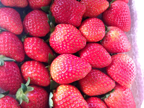 いちごの宝石箱＋
デザートライムのセット