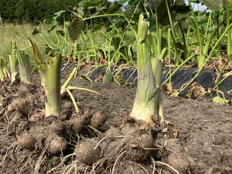 【メール便無料】 おおふくの頭芋(里芋の親芋) 2キロ ねっとりほくほく 農薬不使用 野菜