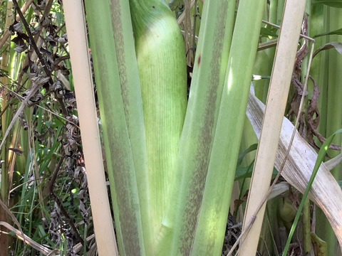 【最終】自然栽培のマコモダケ700g程度（5〜6本）