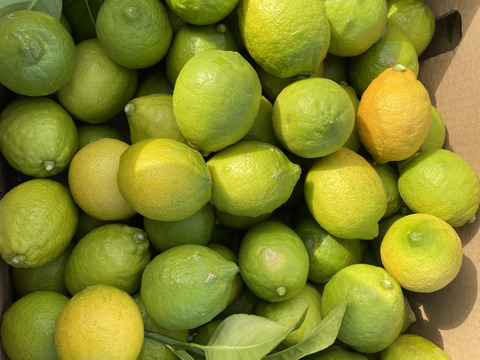 訳あり　愛媛県産　瀬戸内　栽培期間中農薬不使用　国産レモン　2kg