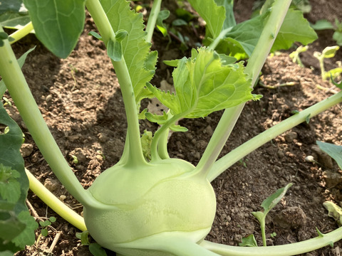 【限定】見た目が宇宙人！？シャキシャキコールラビ