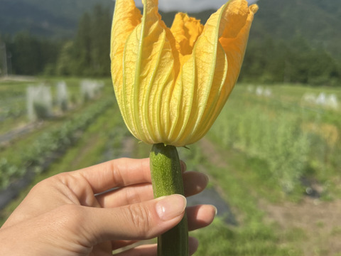 食卓をレストランに！自然栽培の花ズッキーニ　12本