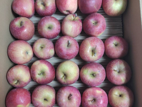 【もうすぐ終了！2026年も宜しくスペシャル！】大人気・旬の今だけ！葉取らずサンふじ10kg以上【ご家庭用・加工用・約50〜80玉入り】