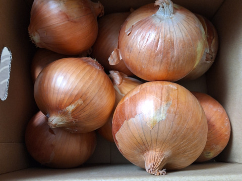 淡路島極熟玉葱3kg🧅  シャーロットオニオン　玉ねぎ大国淡路島からのたまねぎ