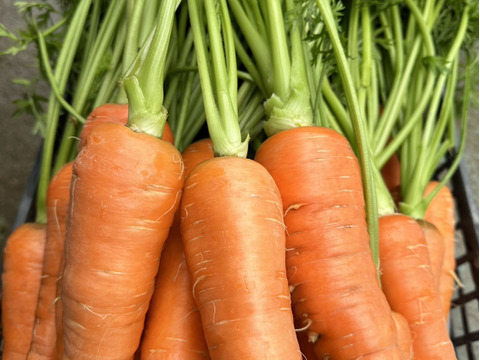 26日～28日発送‼️今年最後のお野菜セット‼️キャベツ入‼️