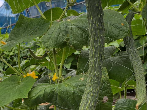 夏の終わり感じる野菜Sセット（１～３人向け）