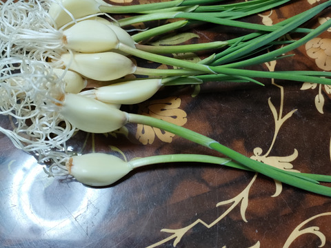 にんにくスプラウト