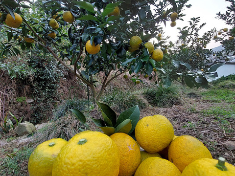 ジャバラ【超訳あり】5kg(箱込)