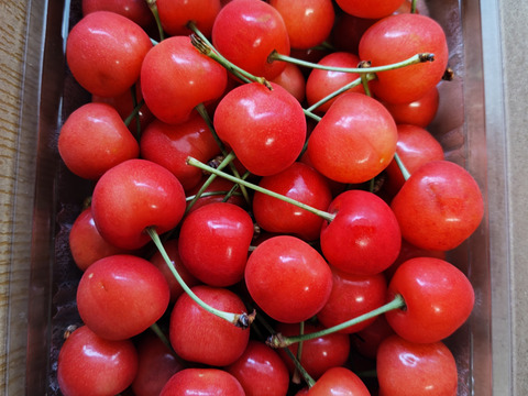 【さくらんぼ最高糖度賞受賞園地】佐藤錦　秀品1kg