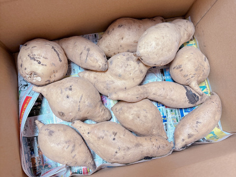 白いさつまいも！希少新品種きみまろこ2㎏(小さめサイズ)