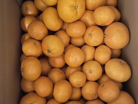 今年もありがとうございました！食べ過ぎ注意！山畑の有田みかん 10kg