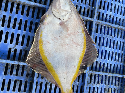 おチビちゃんカレイ満杯 北海道産の魚介類 食べチョク 産地直送 産直 お取り寄せ通販 農家 漁師から旬の食材を直送