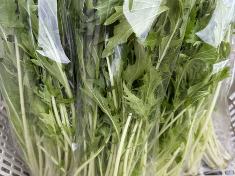 【秋のカボチャセット】農薬不使用で育てたどっしりかぼちゃ5個以上と採れたて季節の野菜盛りセット　 農薬不使用栽培で丁寧に育てました。