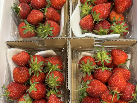 【幻の品種】「おとめ心」完熟いちごMサイズ【約1.2kg入】