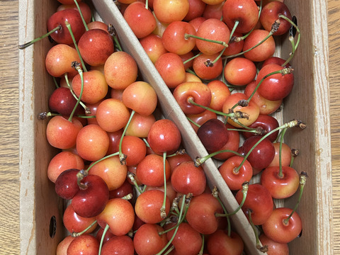 ⭐︎26日まで⭐︎【紅秀峰】家庭用グラデーションセット 🍒1キロ